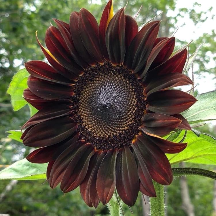 Chocolate Sunflower Seeds (255gm Of Seeds)