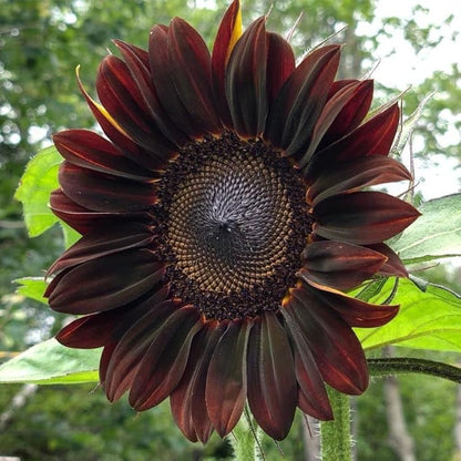 Chocolate Sunflower Seeds (255gm Of Seeds)