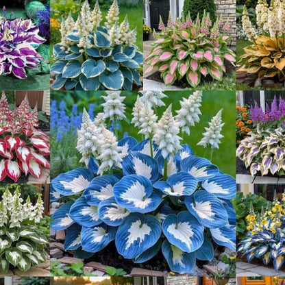 Shade-Tolerant and Cold-Hardy Hosta Flowers (200gm of seeds)