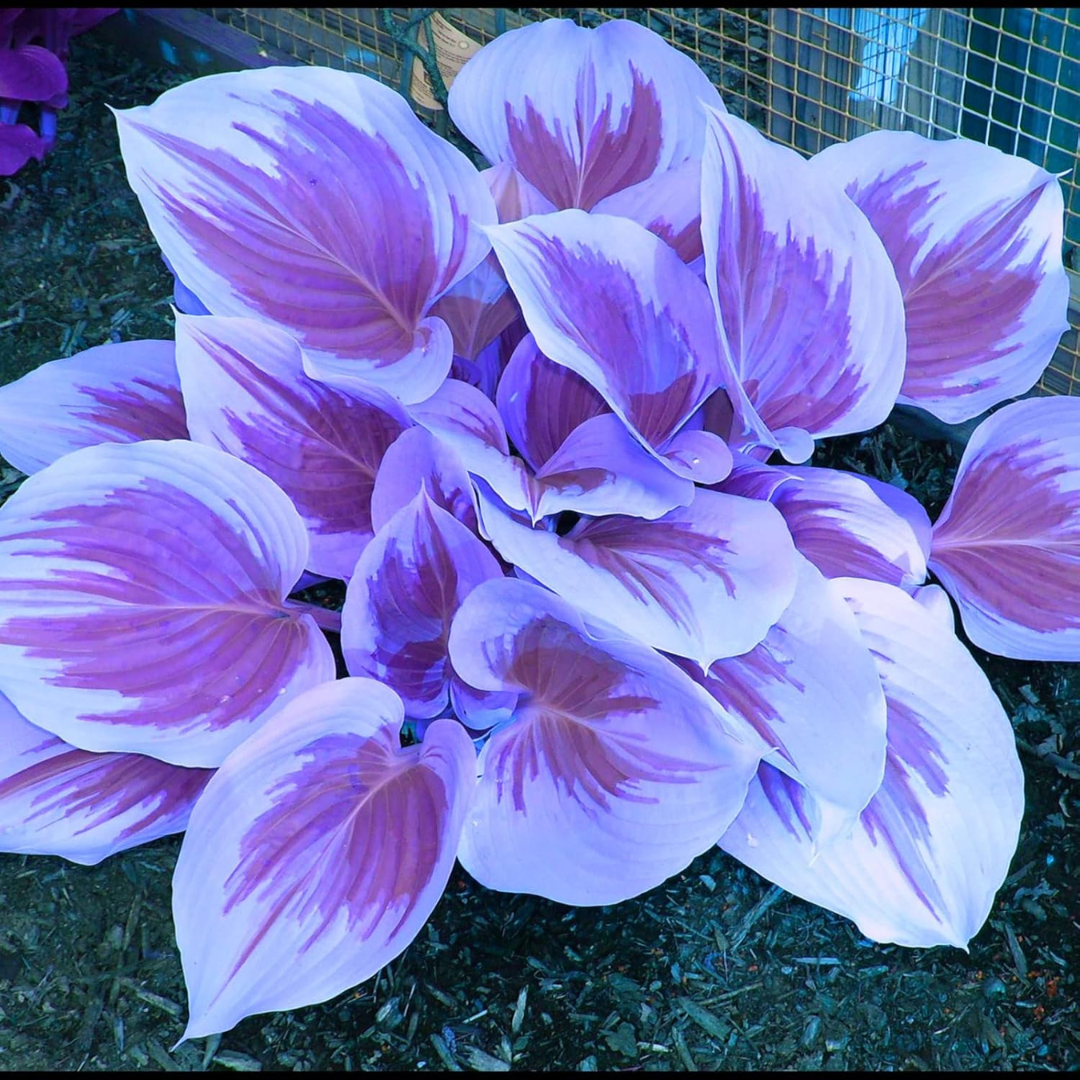 Shade-Tolerant and Cold-Hardy Hosta Flowers (200gm of seeds)