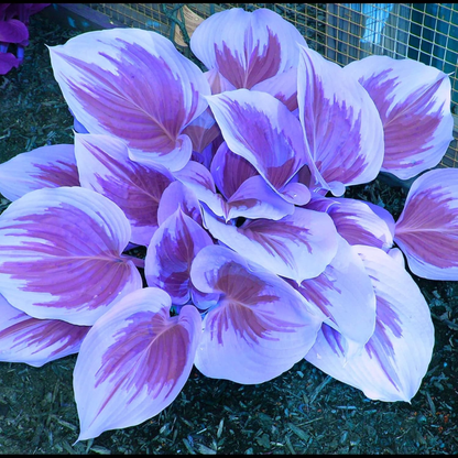 Shade-Tolerant and Cold-Hardy Hosta Flowers (200gm of seeds)