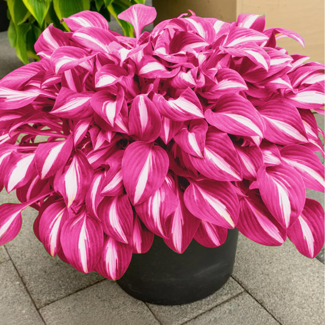 Shade-Tolerant and Cold-Hardy Hosta Flowers (200gm of seeds)