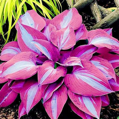 Shade-Tolerant and Cold-Hardy Hosta Flowers (200gm of seeds)