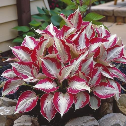 Shade-Tolerant and Cold-Hardy Hosta Flowers (200gm of seeds)